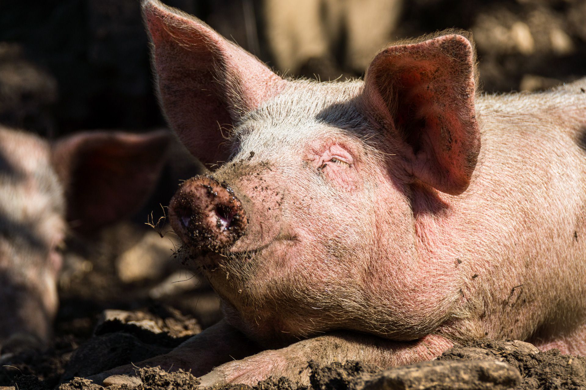 Glückliches Schwein